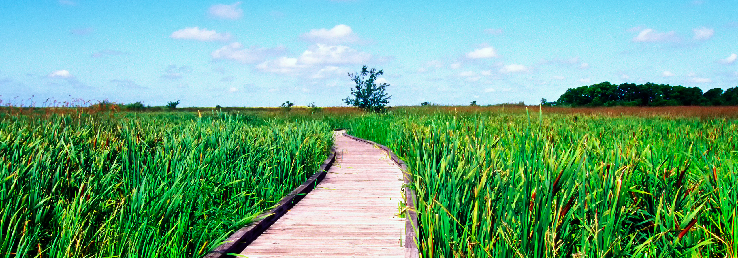 Cameron Parish, Creole Nature Trail, Louisiana, USA, the Wetland Walkway also called Alligator Alley
